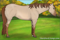 Horse Color:Red Dun 