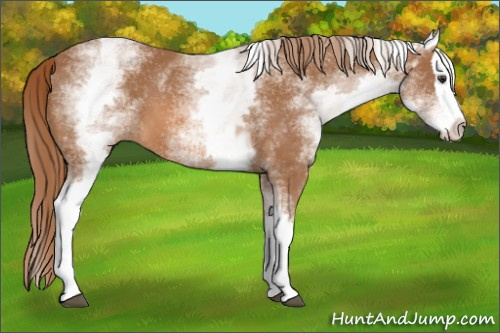 Horse Color: White Spotted Chestnut Splash 