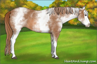 Horse Color:White Spotted Chestnut Splash 