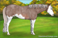 Horse Color:Silver Brown Roan Splash 