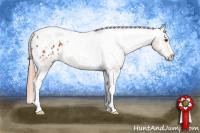 Horse Color:Chestnut Tobiano Appaloosa 