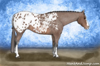 Horse Color:White Spotted Bay Roan Splash Appaloosa