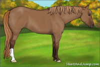 Horse Color:Gray Red Dun 