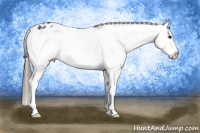 Horse Color:Black Appaloosa Rabicano 