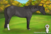 Horse Color:Smoky Blue Roan 