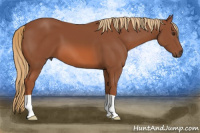 Horse Color:Liver Chestnut 