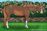 Horse Color:Liver Chestnut Sabino 