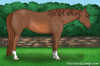 Horse Color:Chestnut 