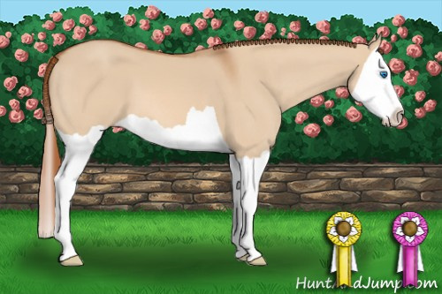 Horse Color: Red Dun Splash 