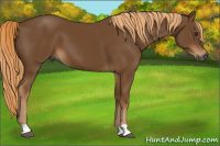 Horse Color:Gray Chestnut 