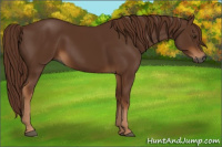 Horse Color:Gray Chestnut 