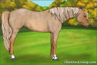 Horse Color:Gray Palomino Roan