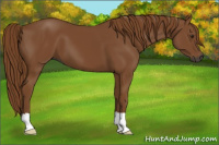 Horse Color:Gray Chestnut 