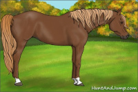 Horse Color:Gray Chestnut 