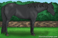 Horse Color:Brown Rabicano 