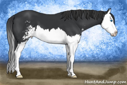 Horse Color: Brown Sabino Splash 