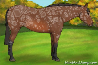 Horse Color:Bay Ice 