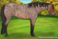 Horse Color:Bay Roan