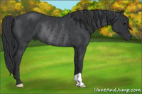 Horse Color:Brown Rabicano 