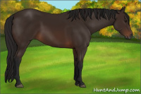 Horse Color:Gray Bay 