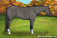 Horse Color:Grullo 