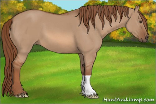 Horse Color: Unknown 