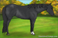 Horse Color:Brown Rabicano