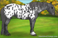 Horse Color:Black Appaloosa 