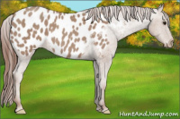 Horse Color:Classic Champagne Appaloosa 