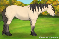 Horse Color:Buckskin Dun