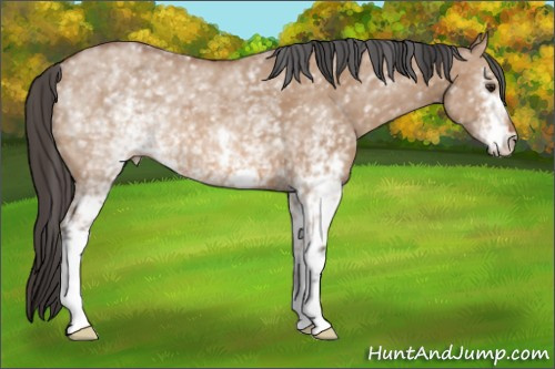Horse Color: White Spotted Bay Dun 