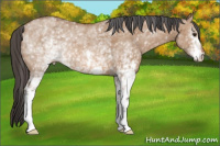 Horse Color:White Spotted Bay Dun