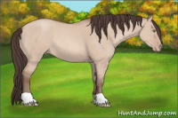 Horse Color:Amber Champagne Dun 