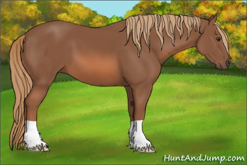 Horse Color: Unknown 