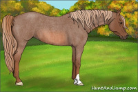 Horse Color:Liver Red Roan 