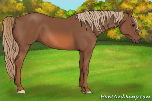 Horse Color: Chestnut 