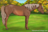 Horse Color:Liver Chestnut 