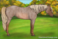 Horse Color:Red Roan