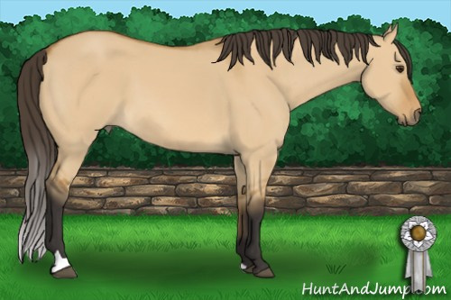 Horse Color: Buckskin Dun 