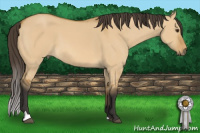 Horse Color:Buckskin Dun 