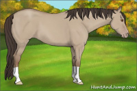 Horse Color:Classic Champagne Dun 