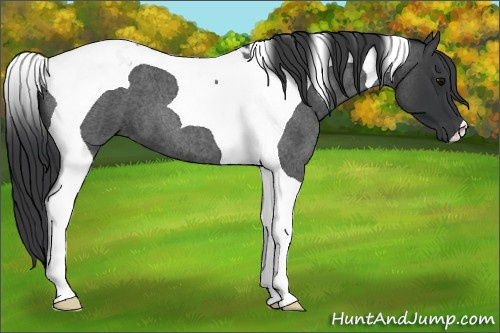 Horse Color: Blue Roan Tobiano 