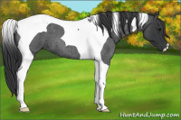 Horse Color:Blue Roan Tobiano 