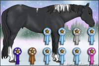 Horse Color:Black Tobiano 