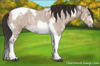 Horse Color:Bay Ice Roan Dun Splash Tobiano Frame 