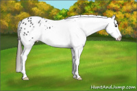 Horse Color:Black Appaloosa