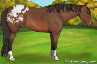 Horse Color:Bay Appaloosa 