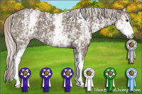 Horse Color:White Spotted Silver Brown Dun
