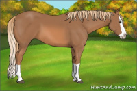 Horse Color:Chestnut Splash 