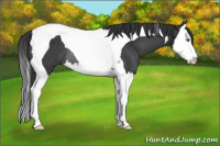 Horse Color:Black Splash Tobiano Rabicano
